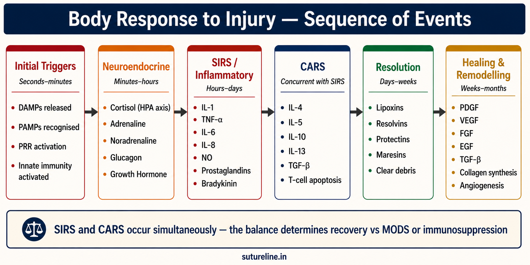 Body Response to Injury — Sequence of Events