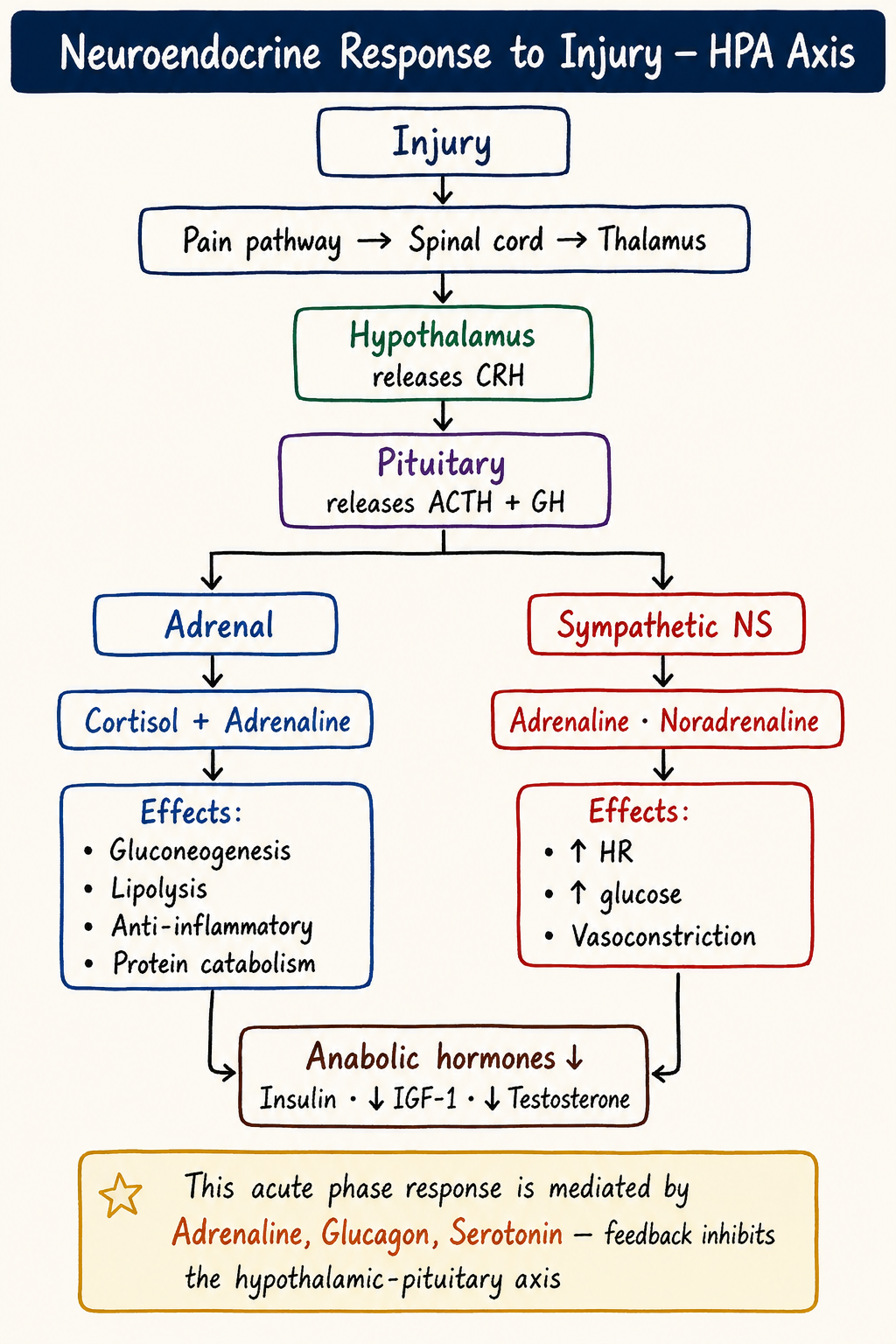 Neuroendocrine Response to Injury — HPA Axis